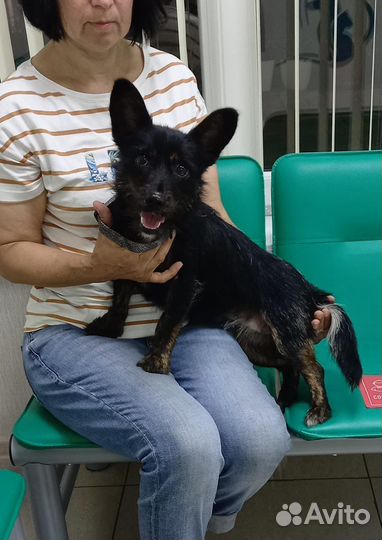 Собака в добрые руки