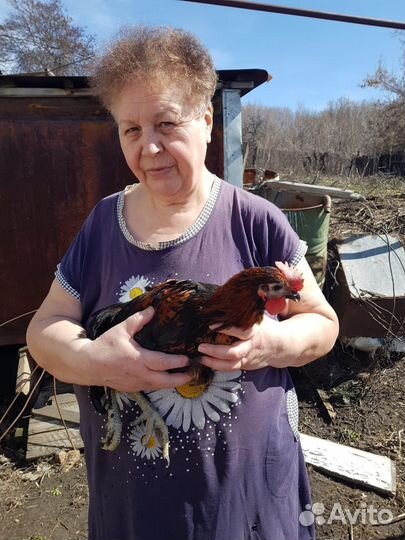 Молодые петухи