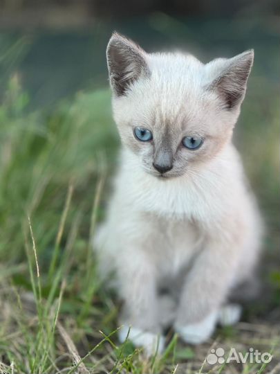 Котята в добрые руки бесплатно