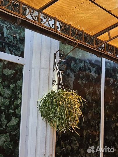 Хлорофитум