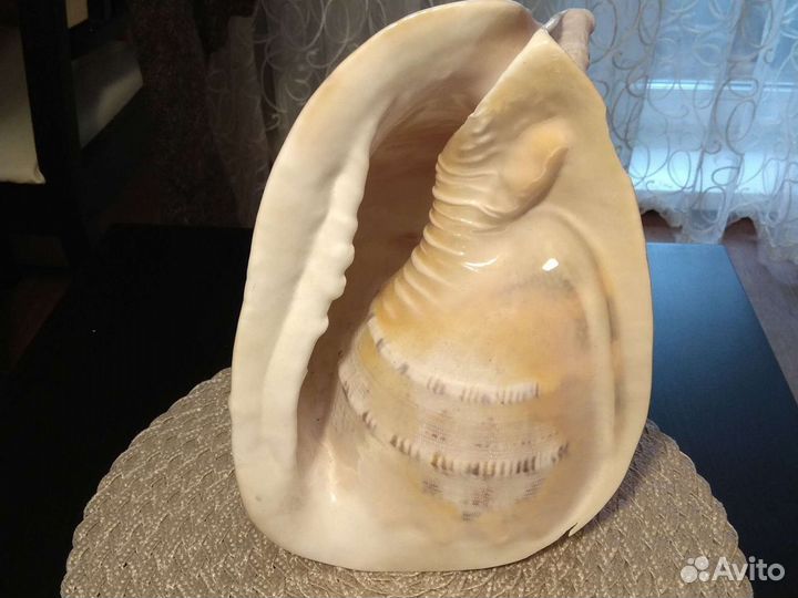 Большая морская ракушка(с морским песком внутри)