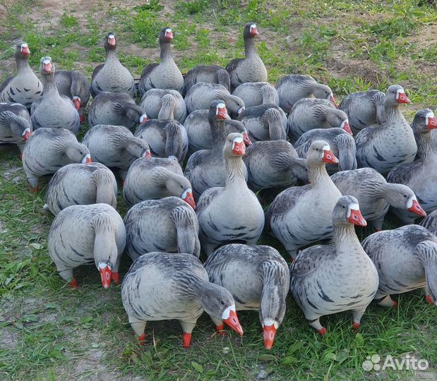 Флоковые чучела белолобого гуся greenhead