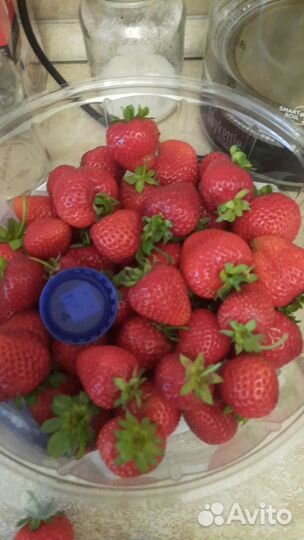 Рассада (саженцы) клубники