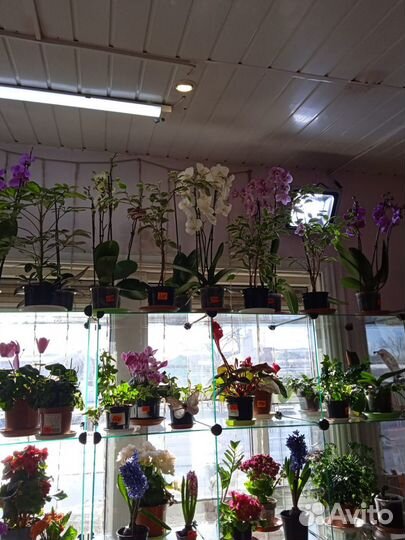Продам готовый цветочный бизнес