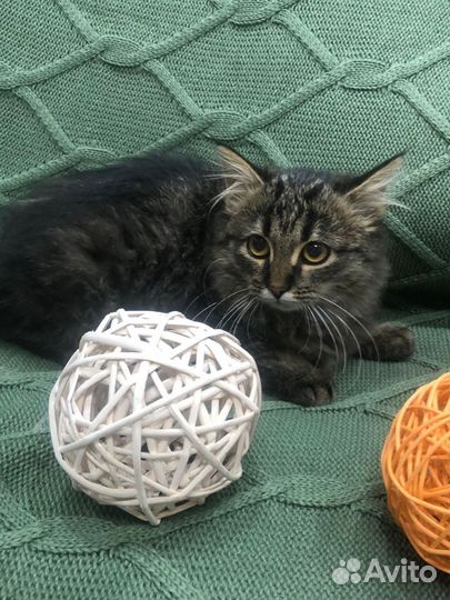 Котенок красавчик