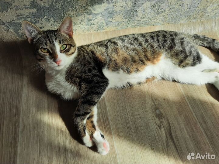 Котик в дар