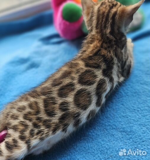 Бенгальская девочка