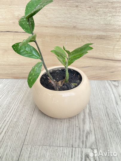 Цветок долларовое дерево