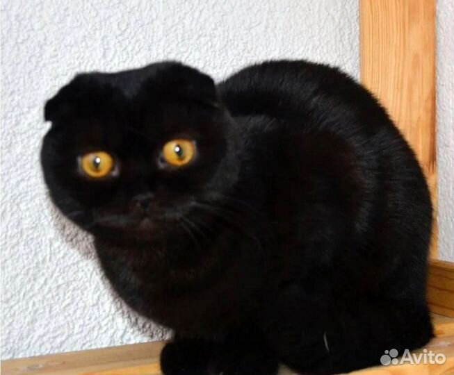 Хранители дома