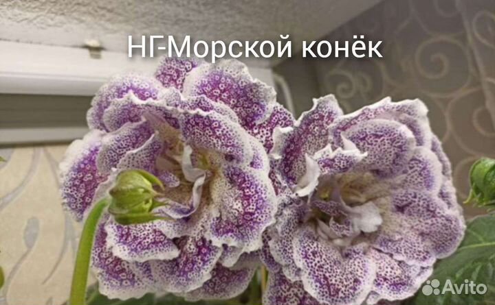 Глоксинии сортовые махровые