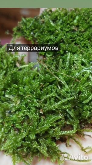 Живой мох для террариумов и стабилизации
