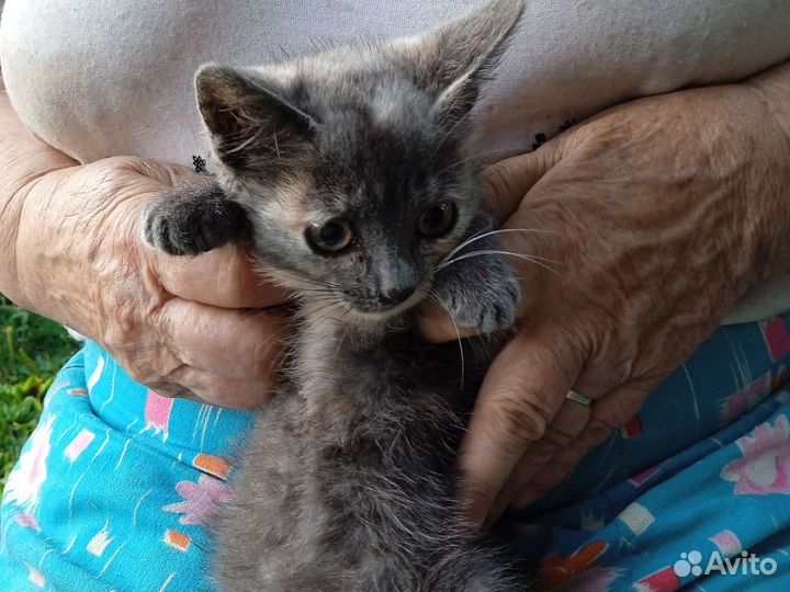 Кошка в дар