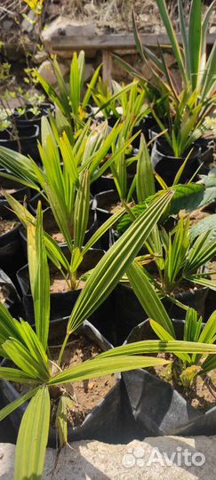 Пальма веерная