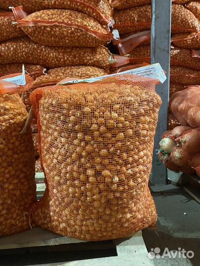 Лук севок галатский