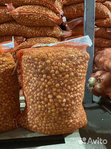 Лук севок галатский