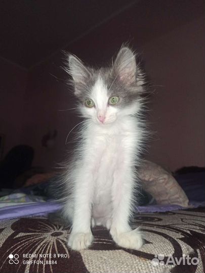 Кошки в добрые руки