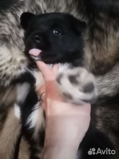 Щенки