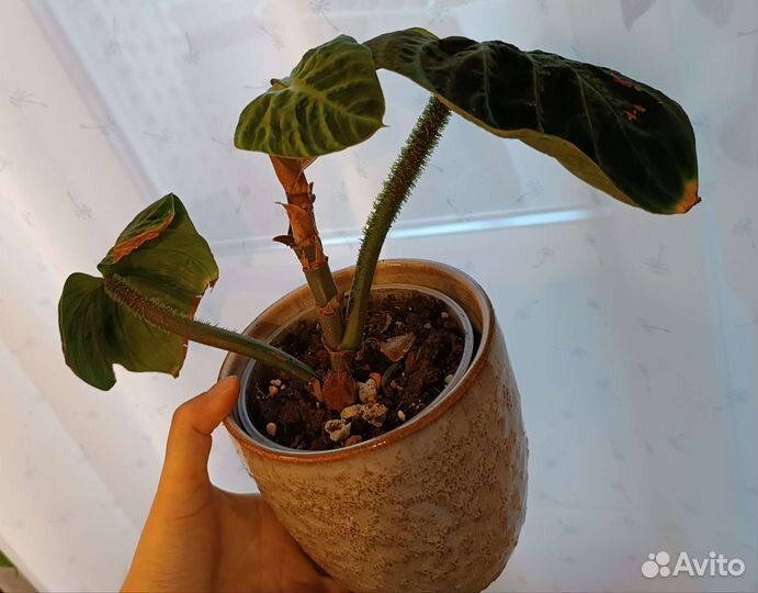 Филодендрон Веррукосум / Бородавчатый