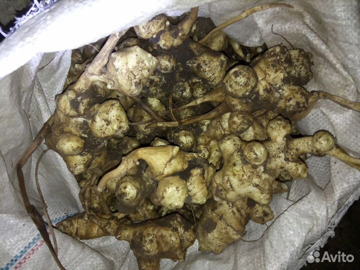 Топинамбур