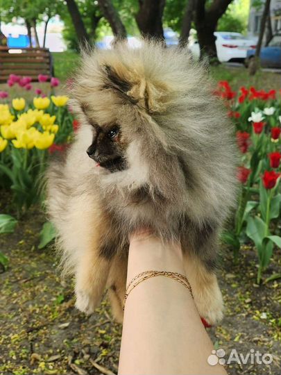 Померанский шпиц мини