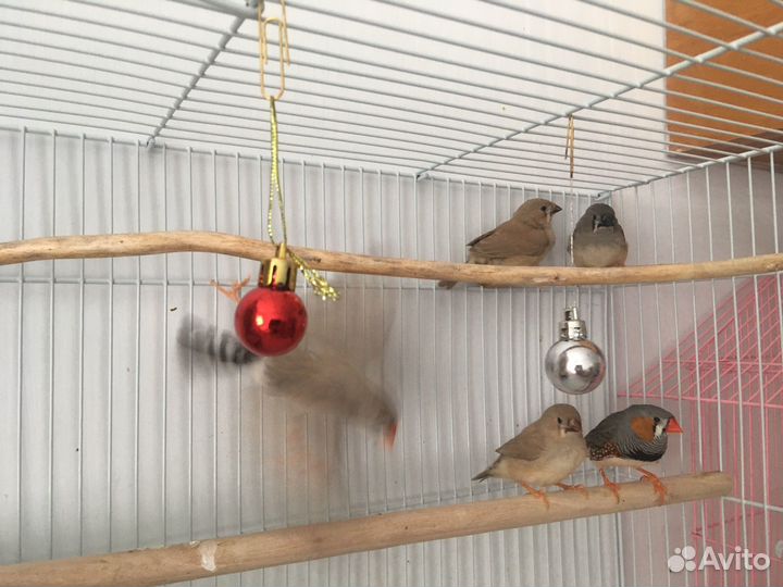 Зебровые амадины