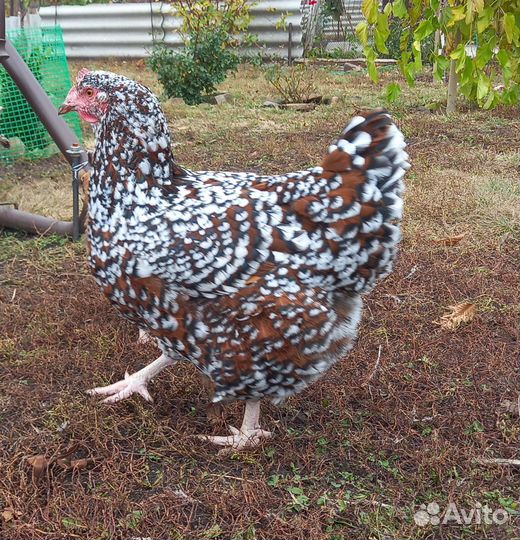 Суссекс английский. Инкубационное яйцо