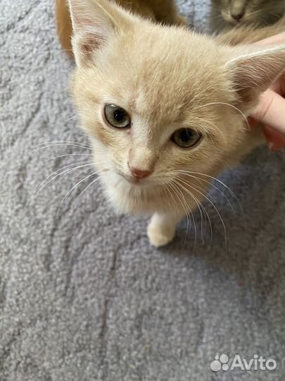 Коты в добрые руки