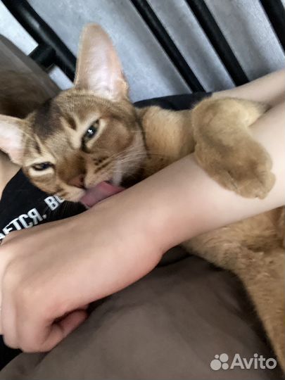 Котоняня. Кэтситтер