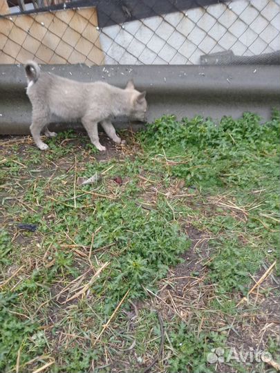 Западно сибирская лайка