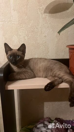 Котята сфинкс Браш