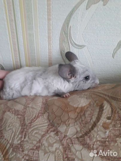 Шиншилла