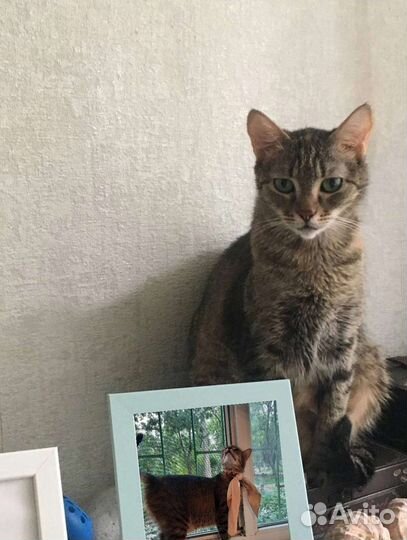 Кошка ищет дом