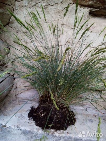 Овсяница сизая