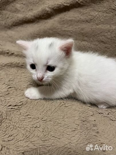 Отдам котят бесплатно