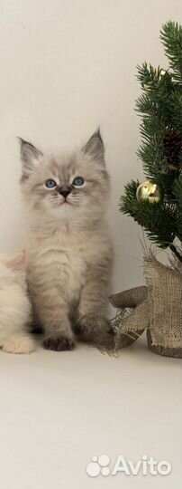 Невские маскарадные котята в Тюмени