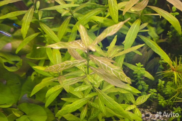 Аквариумные растения (прополка)