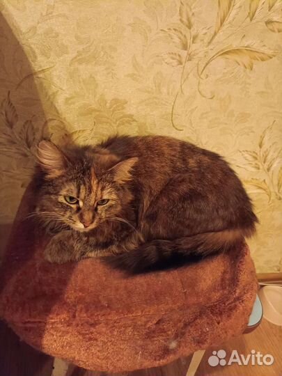 Кошечка в очень добрые руки