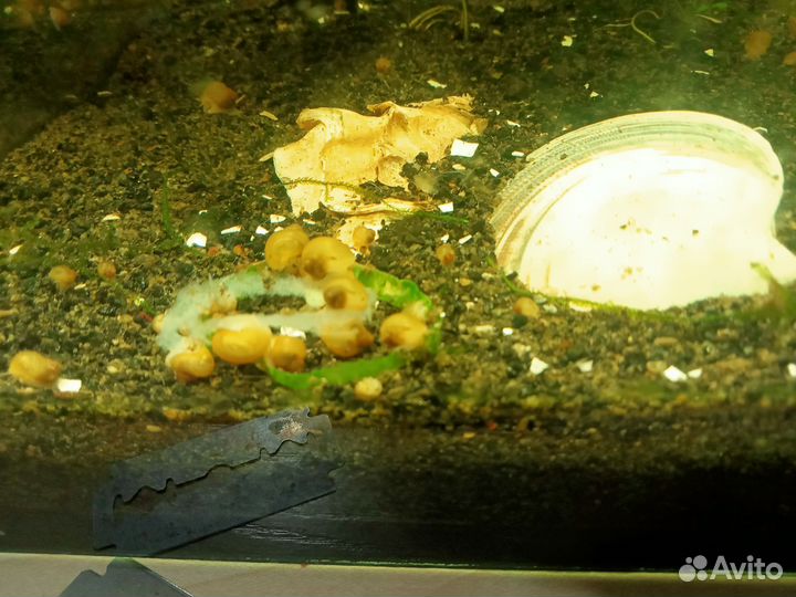 Улитки ампулярии