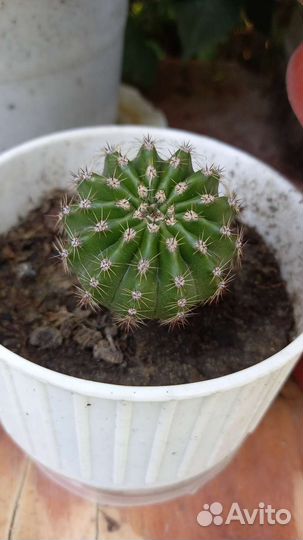 Сциндапсус