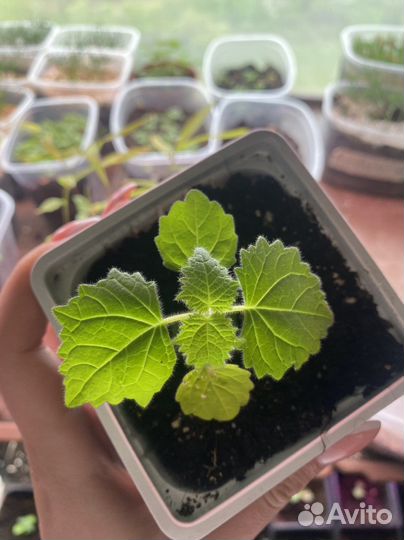 Саженцы павловния patong z-07