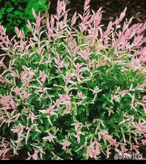 Ива хакуро нишики, скумпия