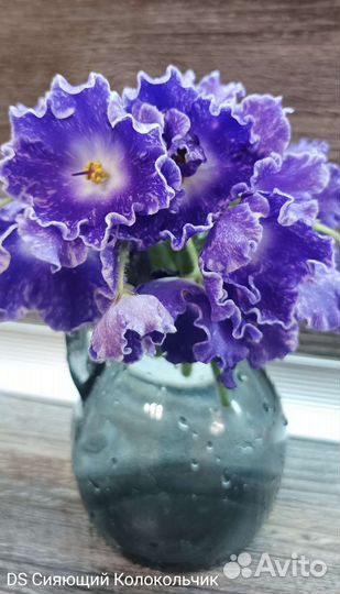 Дс-Сияющий Колокольчик -фиалка