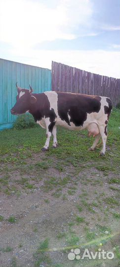 Корова молочная