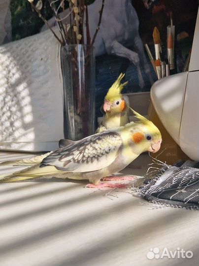 Попугай корелла птенец