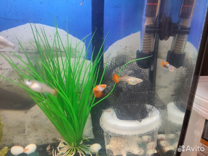 Аквариумные рыбки мальки гуппи моллинезии