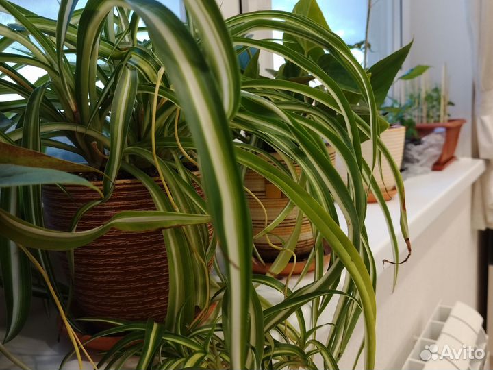 Комнатные цветы