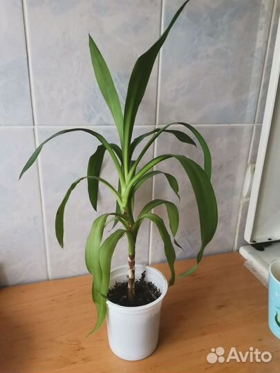Юкка Комнатные цветы
