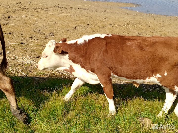 Корова, бык