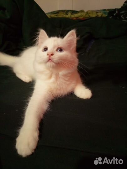 Котенок девочка