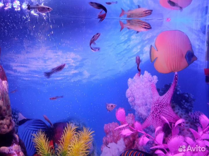 Продам рыбок Гуппи